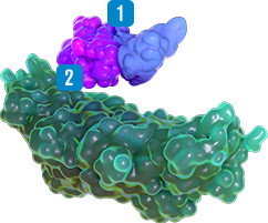 The novel single-chain design allows tighter binding between AFSTYLA and VWF